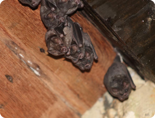 Bats in the attic