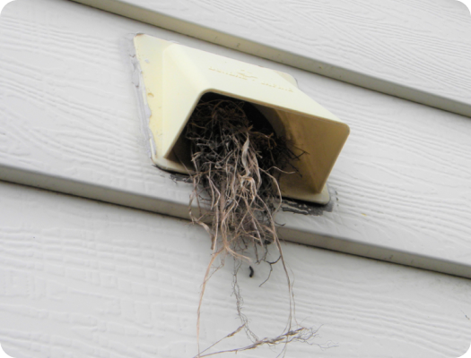 Bird Nesting