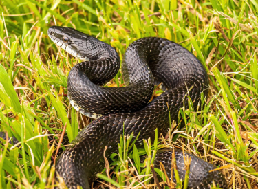 Black Rat Snake