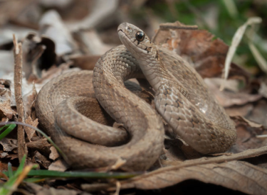 DeKay Brown Snake