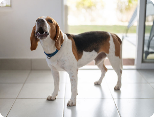 Dog barking at wildlife