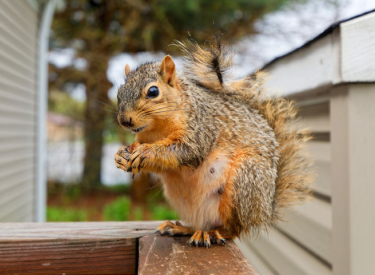Fox Squirrel