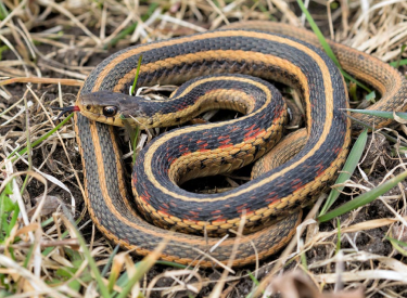 Garter Snake