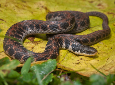 Kirtland's Snake