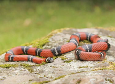 Milk Snake