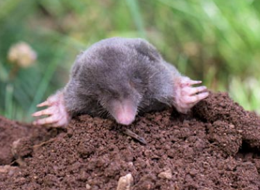Moles
