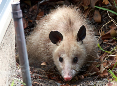 Opossums