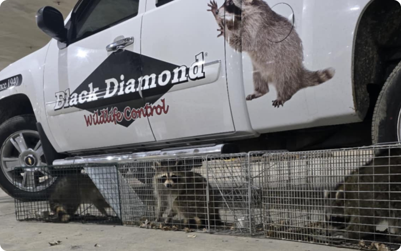 Raccoon Wildlife Removal and Relocation