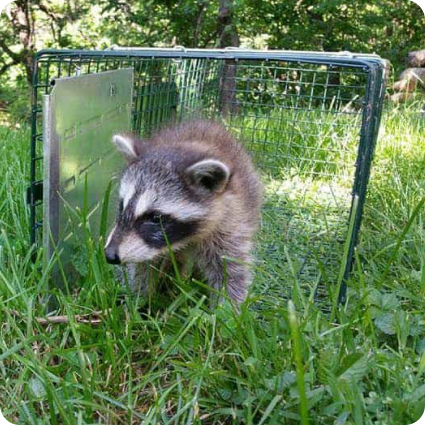 Raccoon Wildlife Removal