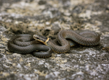 Ring Neck Snake