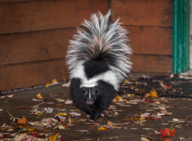 Skunks