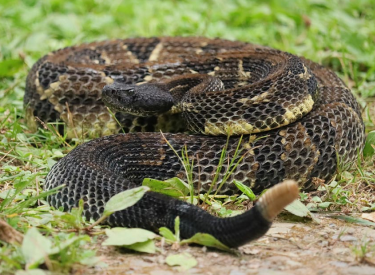 Timber Rattlers Snake