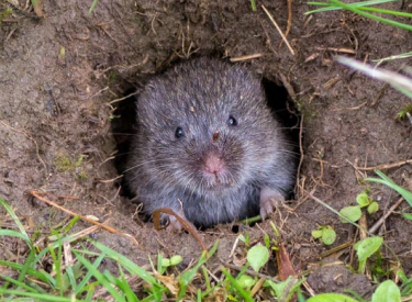 Voles