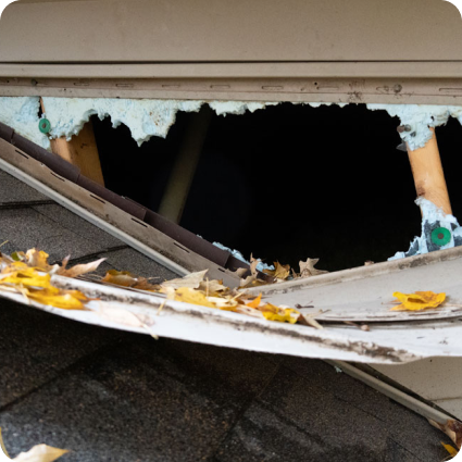 Wildlife Damage Cleanup